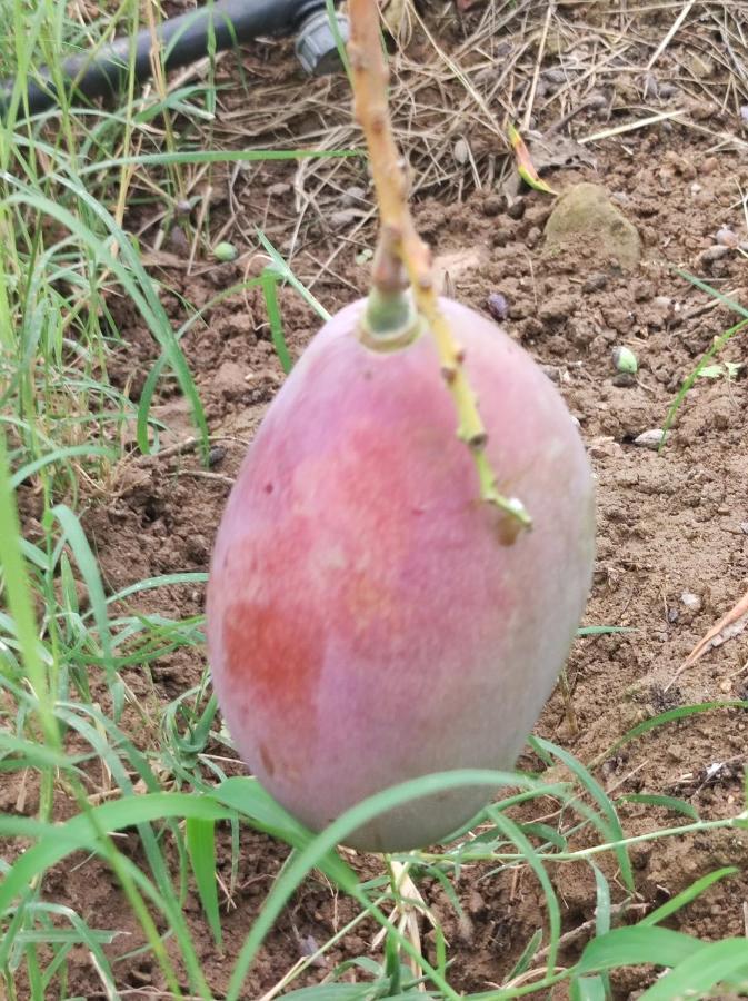 Anatolika Stamatis Paradise Dempla Ngoại thất bức ảnh