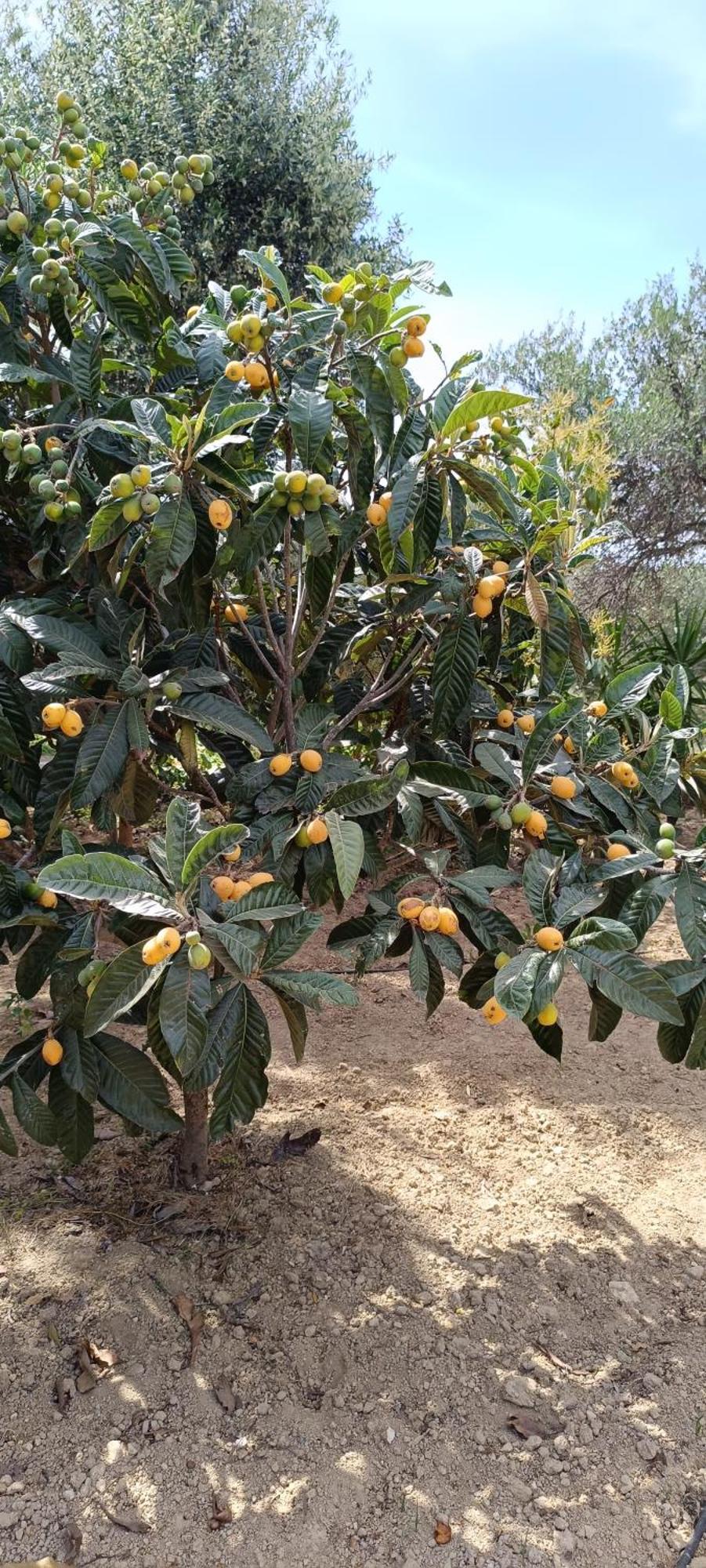 Anatolika Stamatis Paradise Dempla Ngoại thất bức ảnh